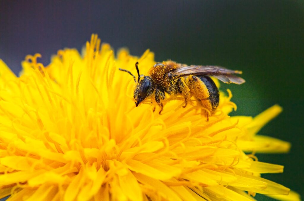 An orange-tailed mining bee feeds on a dandelion