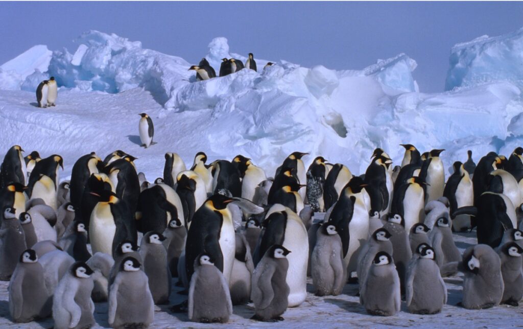 A large group of emperor penguins and chicks