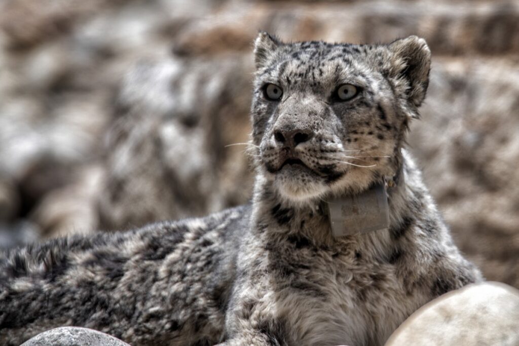 A snow leopard sits among rocks, its GPS collar visible