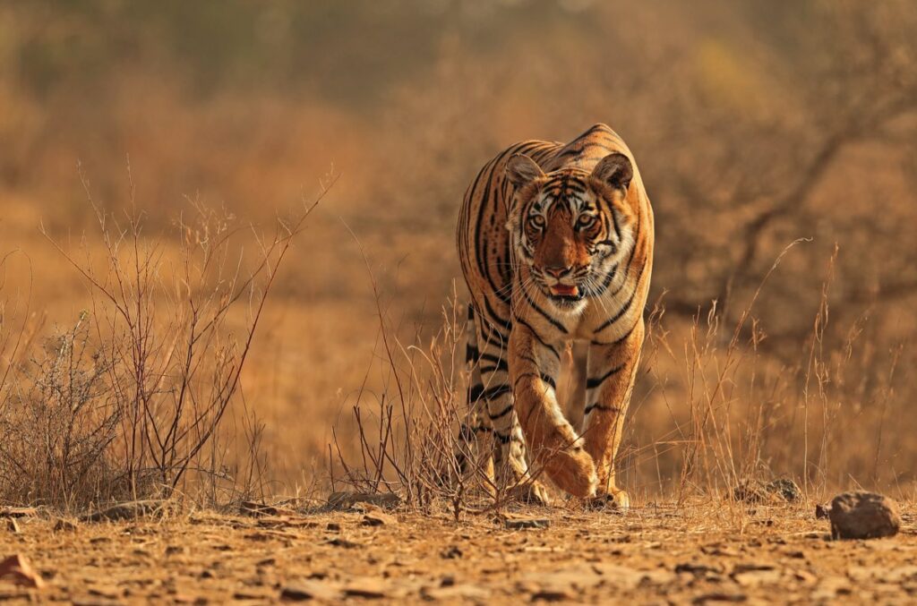 A tiger prowls through shrublands in an Indian tiger reserve