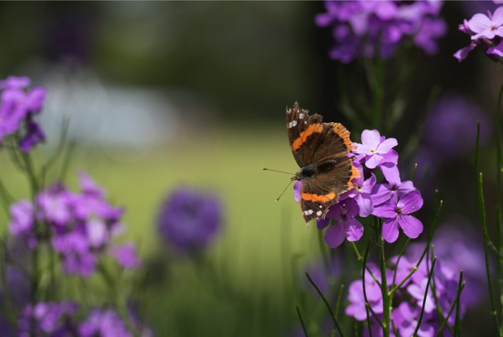 A red admiral butterfly sits on a flowering Dame's Rocket plant