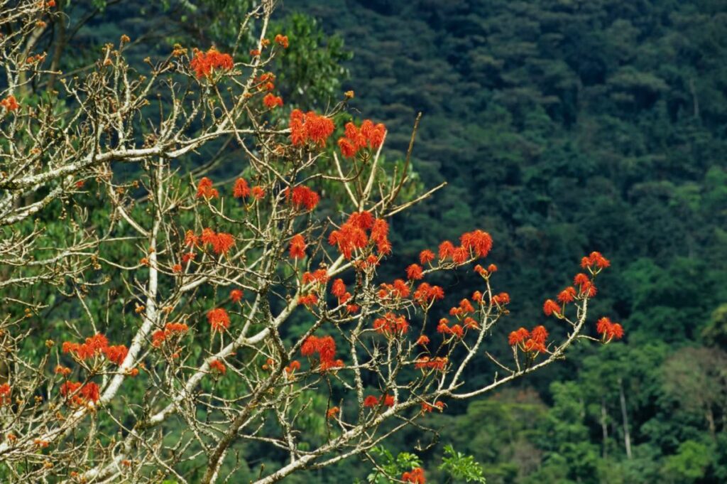 A flame tree, Erythrina Abyssinica, displaying red flowers