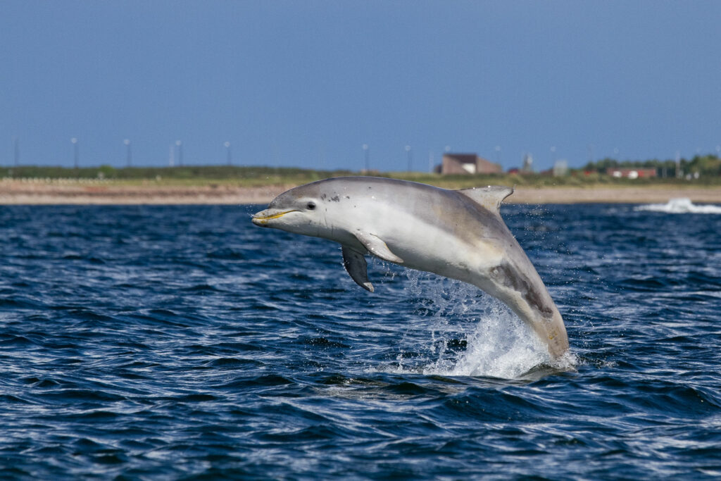 A bottlenose dolphin leaps from the water in the Moray Firth