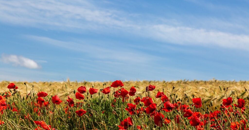 Poppies growing in a field of wheat in the Sussex countryside