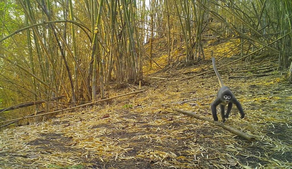 A Popa langur monkey moves through the forest