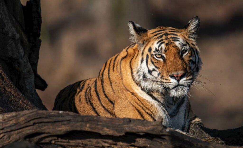 A tiger rests on a fallen tree