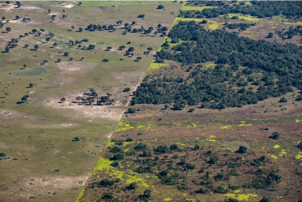 An aerial photo shows a clear line between deforested areas