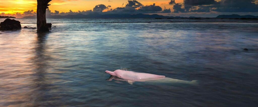 A pink dolphin swims near the coast