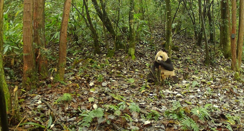 A camera trap image of a panda sitting in a forest clearing, eating bamboo