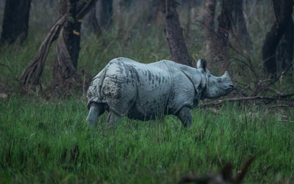 A rhino walks through grass in a forest in Nepal