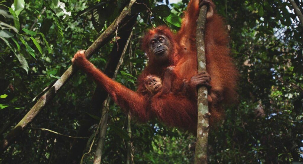 An orangutan mother and infant rest in among tree branches