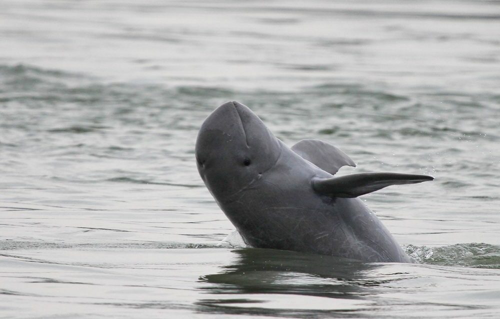 An Irrawaddy dolphin jumping out of the water