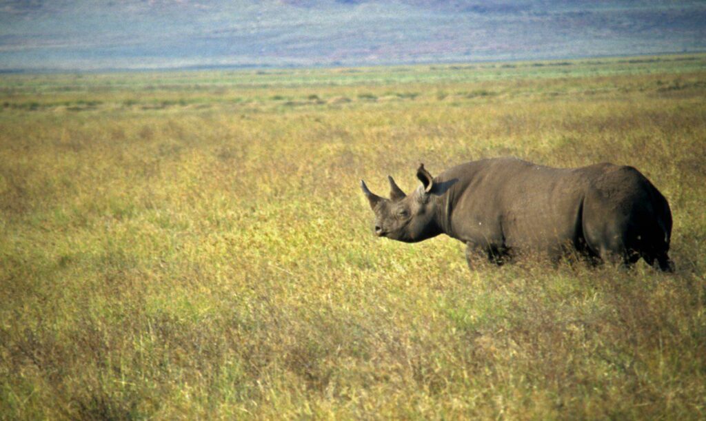 A black rhino walks across grassland in Tanzania