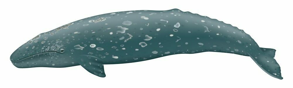 An ilustration of a grey whale