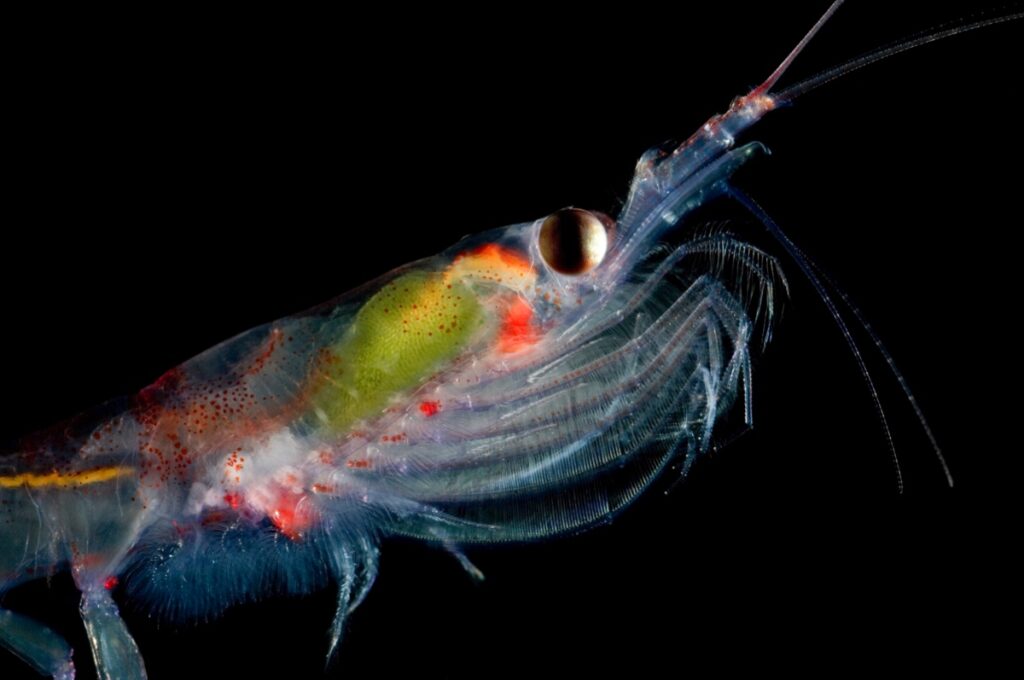 A close-up photo of krill