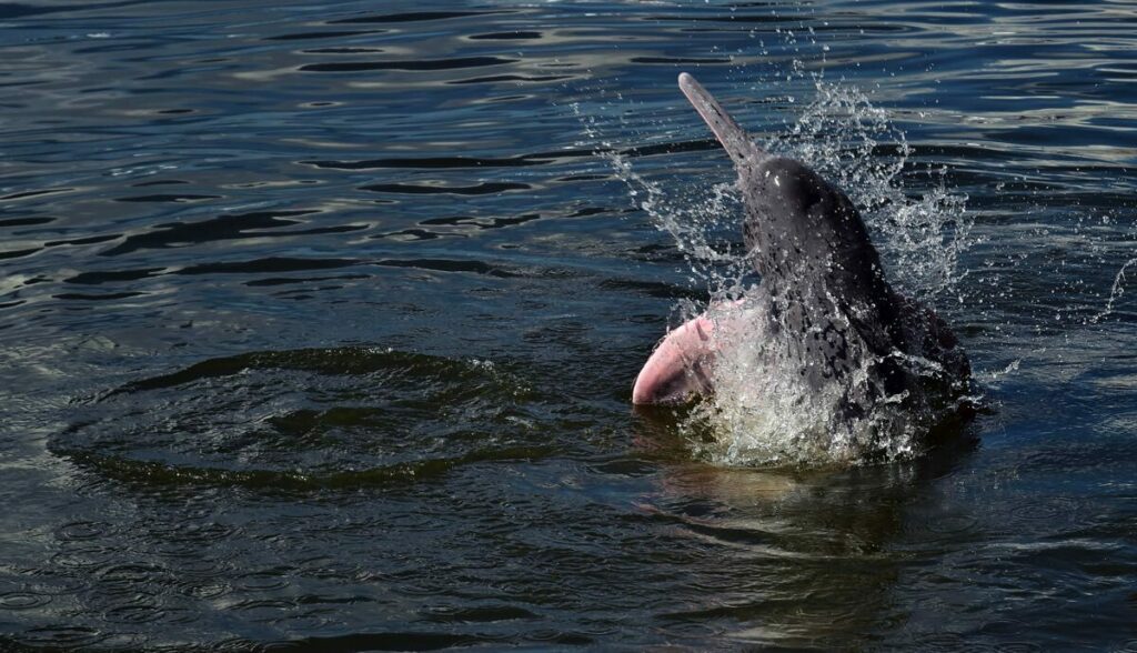 A pink river dolphin leaps from the water