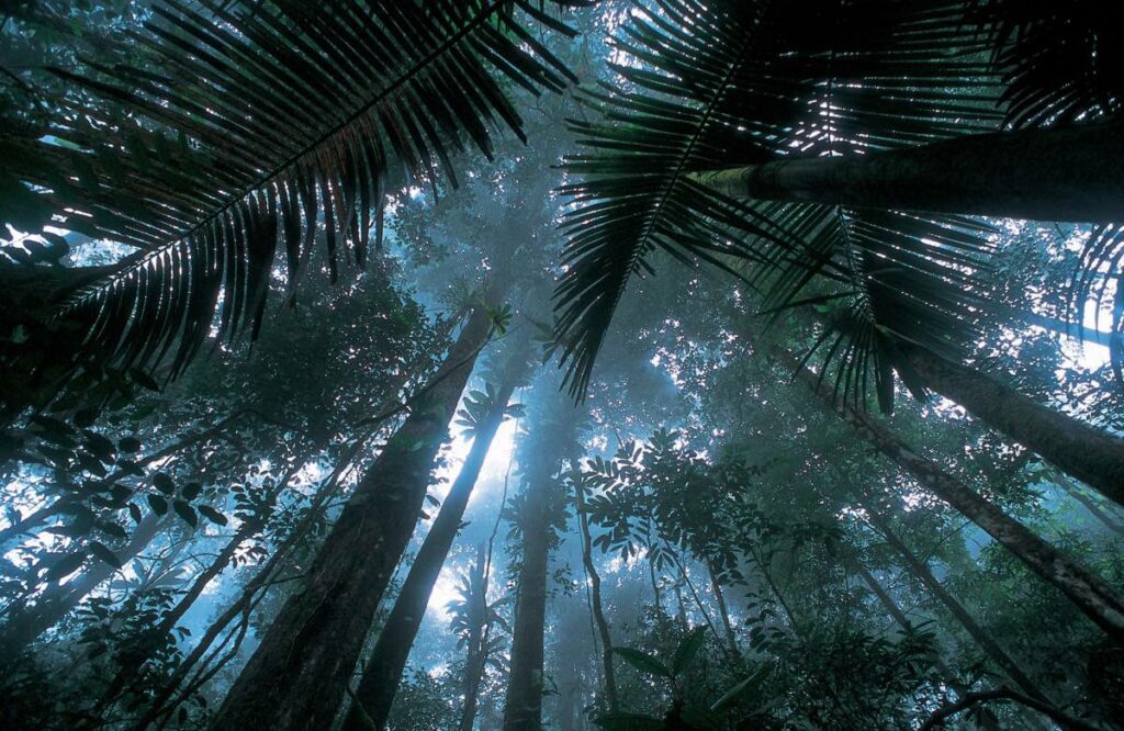 A photography looking upwards towards the canopy of a rainforest from the forest floor