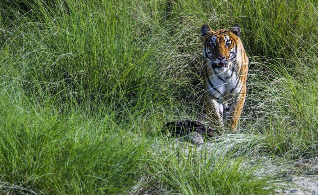 A tiger stands in long grass