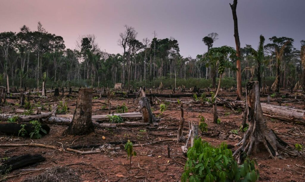 A deforested area of the Amazon rainforest, with bare earth and tree stumps