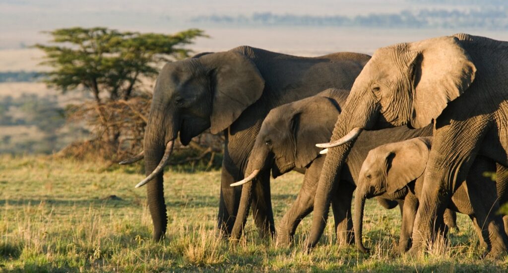 A family group of African elephants in Maasai Mara in Kenya