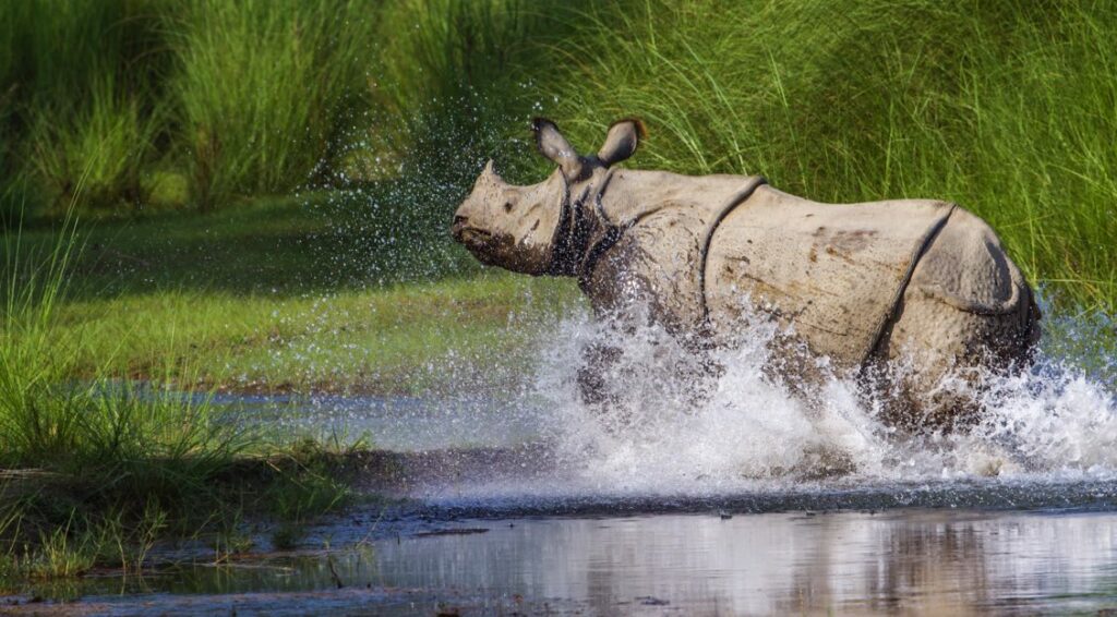 A greater one-horned rhino wades through water