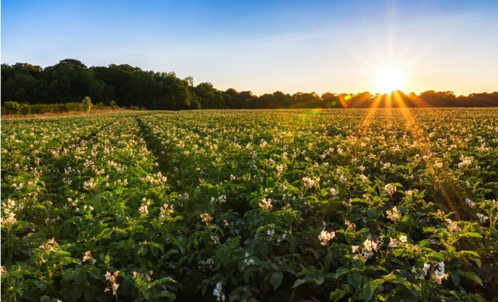 The sun shines over a field of potato plants in Scotland