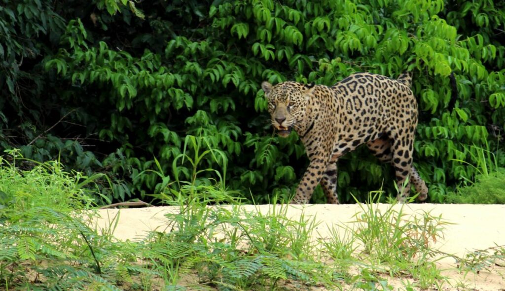 A jaguar walks along a sandy riverbank