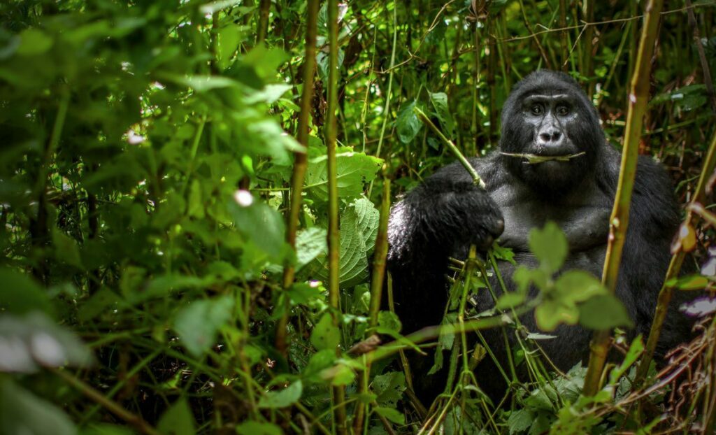 A mountain gorilla sits in the forest and chews the stem of a plant