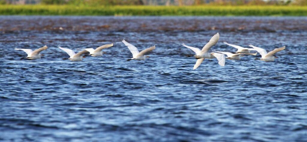 A flock of birds fly low over the Tapajós river