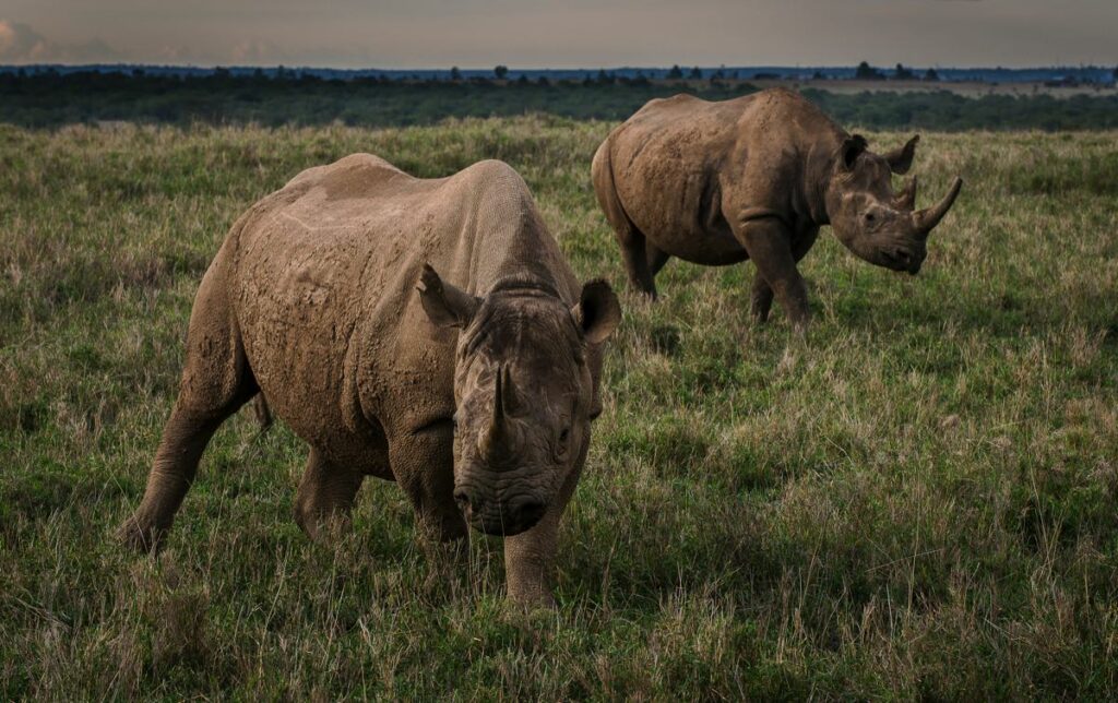 Two black rhinos stand in open grassland in Kenya