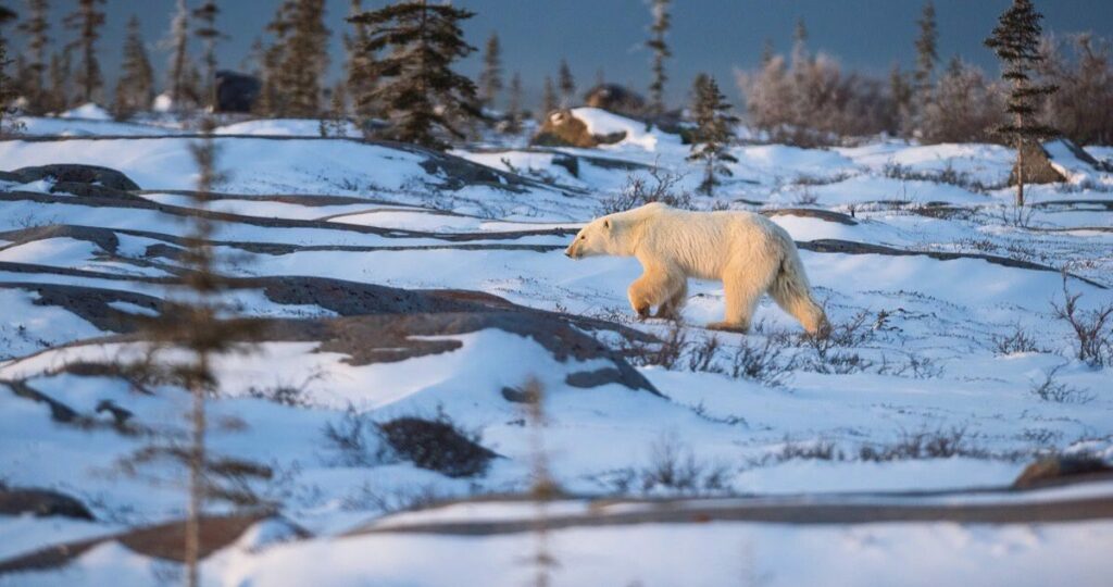 A polar bear walks across a sparsely vegetated snowy landscape