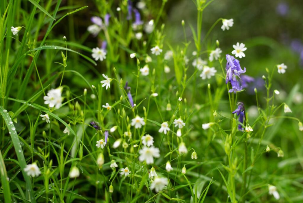 A close-up photograph of bluebells and other wildflowers