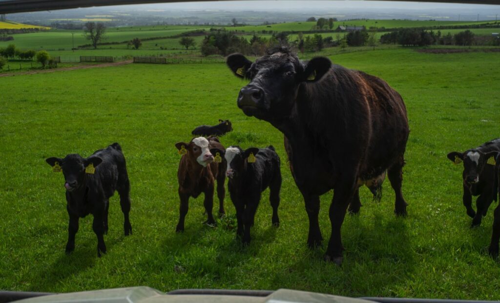 A cow and her calves gather round the camera on Denise Walton's farm