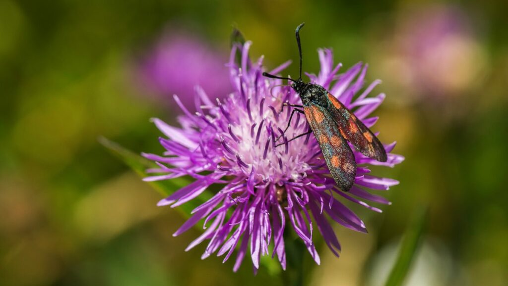 A six-spot burnet moth - with black wings with red spots – sits on a purple knapweed flower