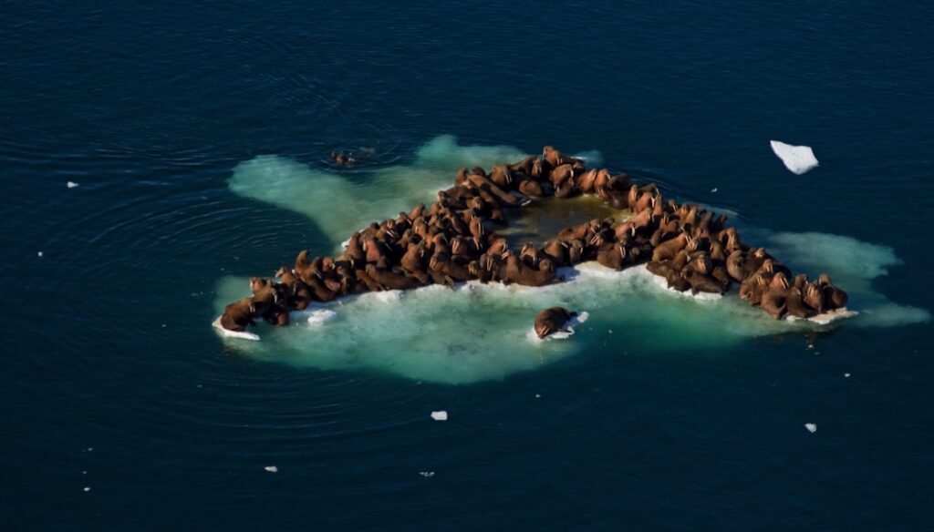 A group of walruses huddle on a small patch of ice near the coast