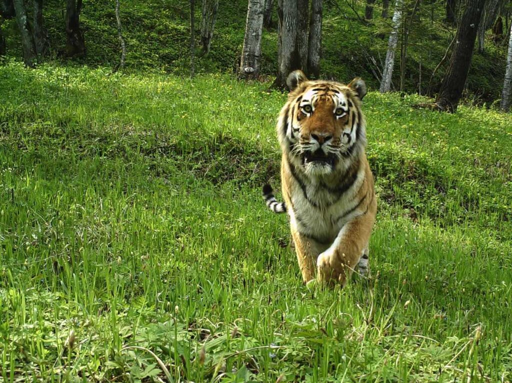 An Amur tiger walks across a grassy forest floor towards a camera trap in Suiyang, China