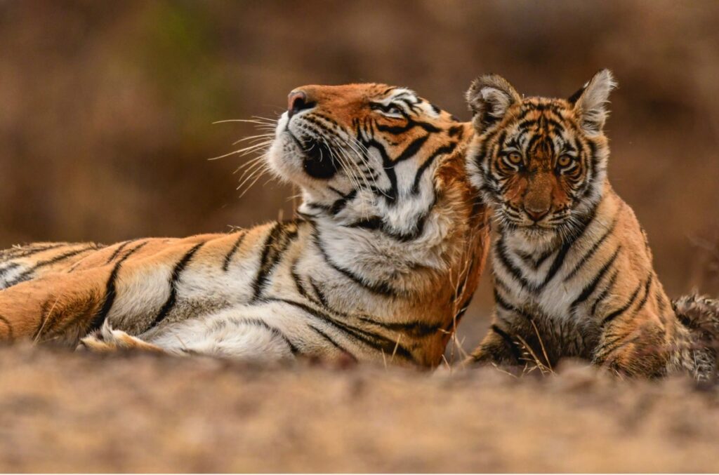 A tiger and her cub lie close to each other