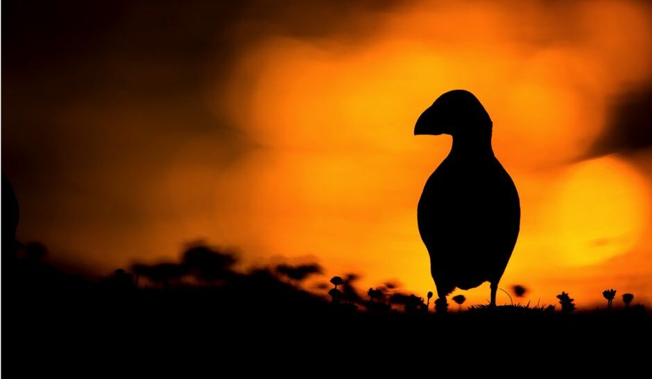 A single puffin is silhouetted in profile against the orange glow of a sunset