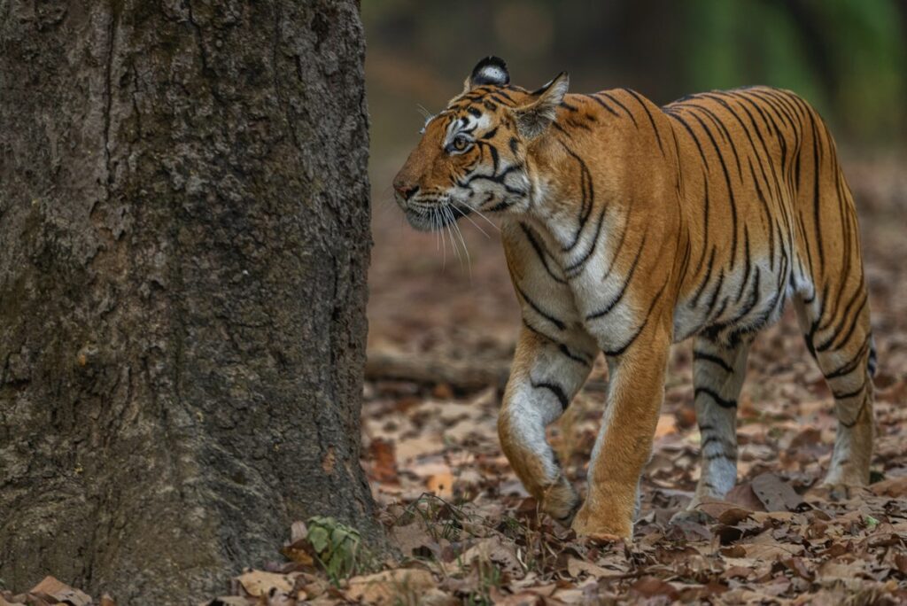 A tiger pads across dry leaves on the forest floor