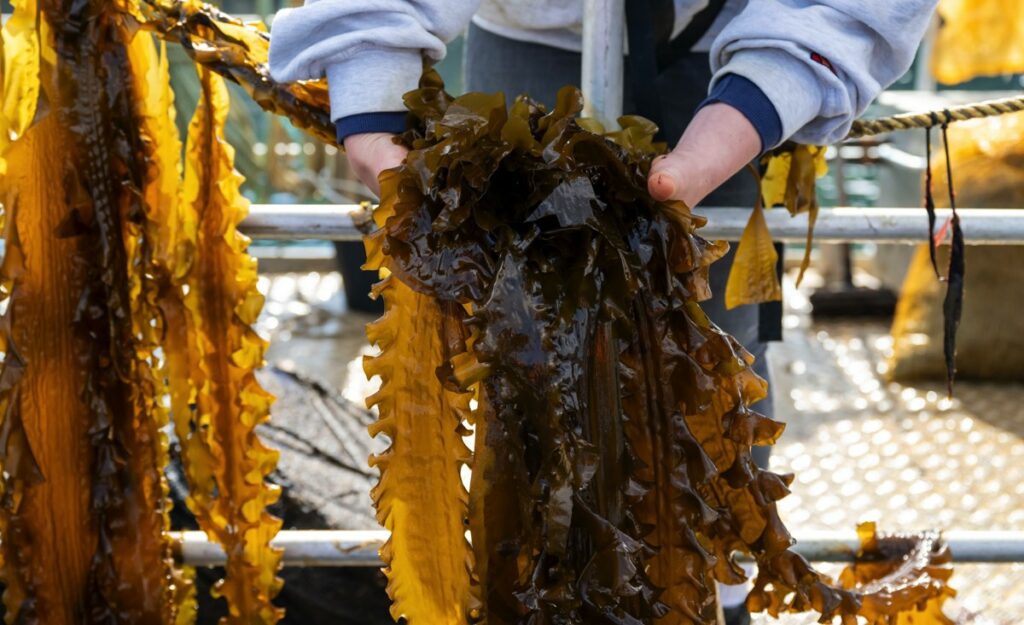 A worker's hands hold long fronds of thick brown seaweed over the side of an ocean farm barge