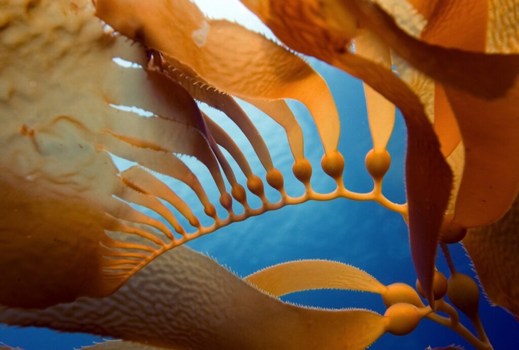 A close-up underwater photo shows the shapes and textures of brown kelp fronds