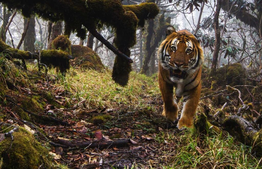 A tiger walks towards the camera among moss-covered fall branches in a forest