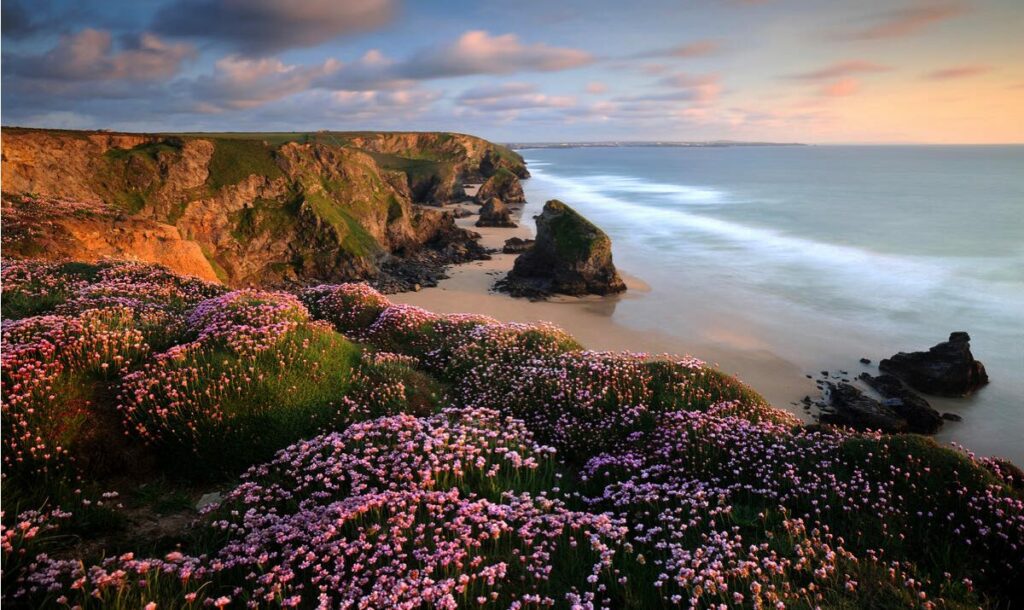 Low sunlight brings a warm glow to cliffs above a sandy cove, with pink 'sea heather', or thrift, in the foreground