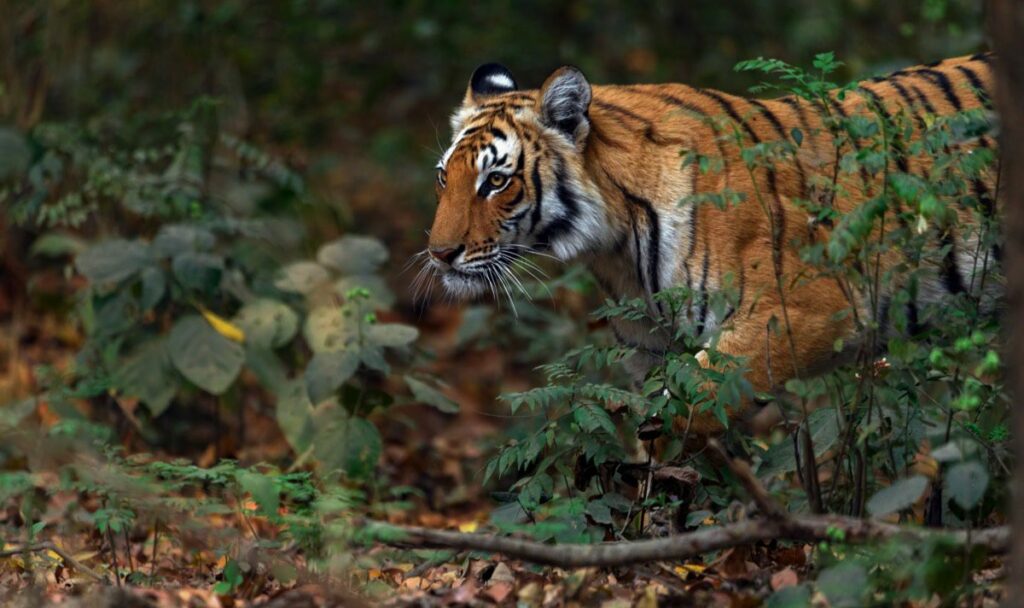 A tiger prowls through fallen leaves in a forest