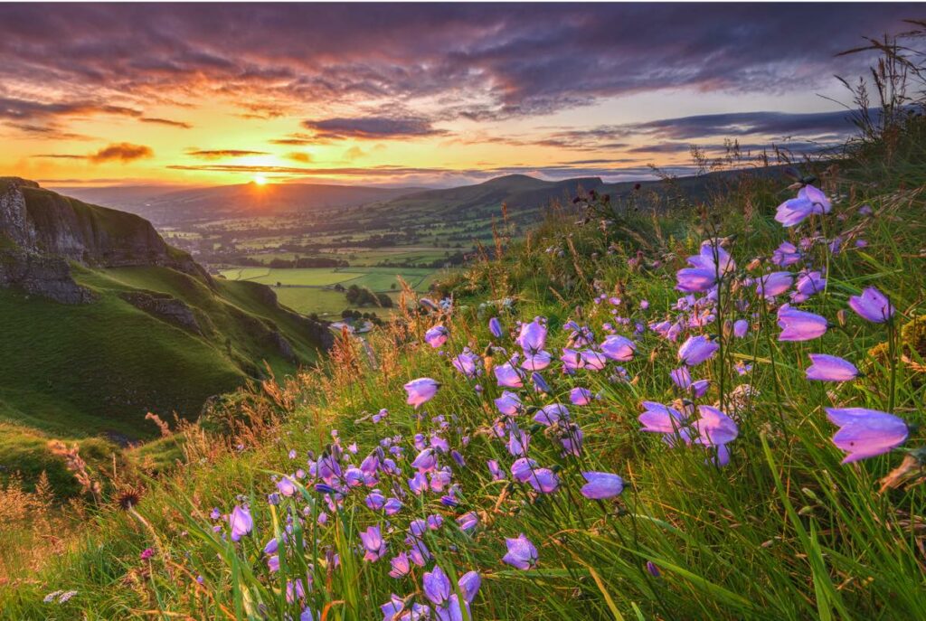 Low sunshine illuminates a valley of green fields, with purple flowers in the foreground