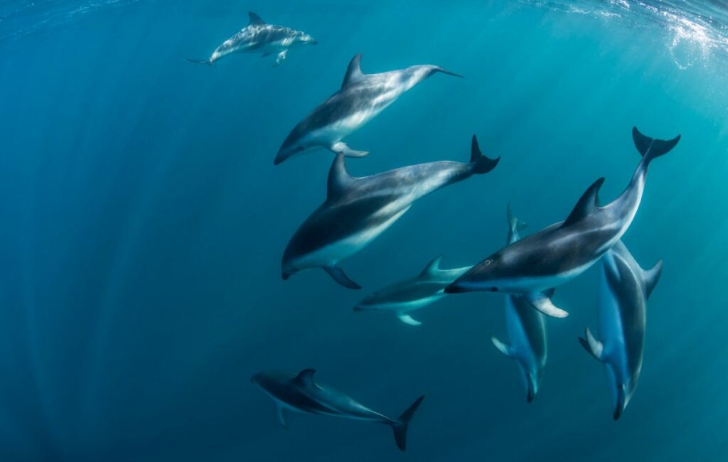 A small group of common dolphins swim near the surface of the sea