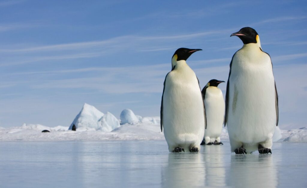 Three emperor penguins stand on an ice sheet in Antarctica