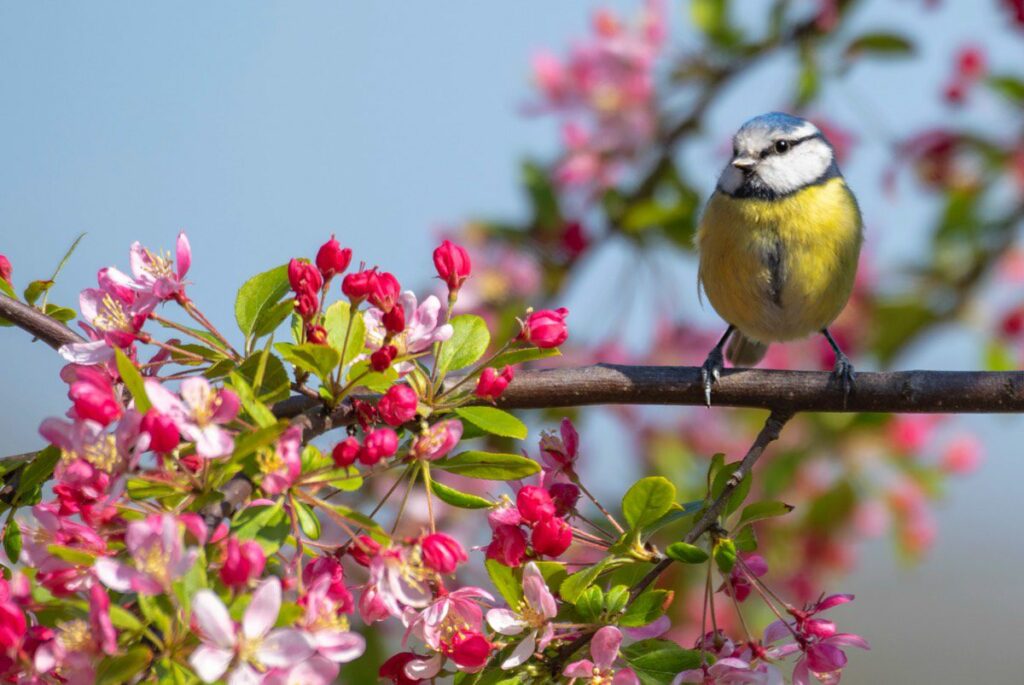 A blue tit sits on the branch of a tree bursting with bright pink blossom