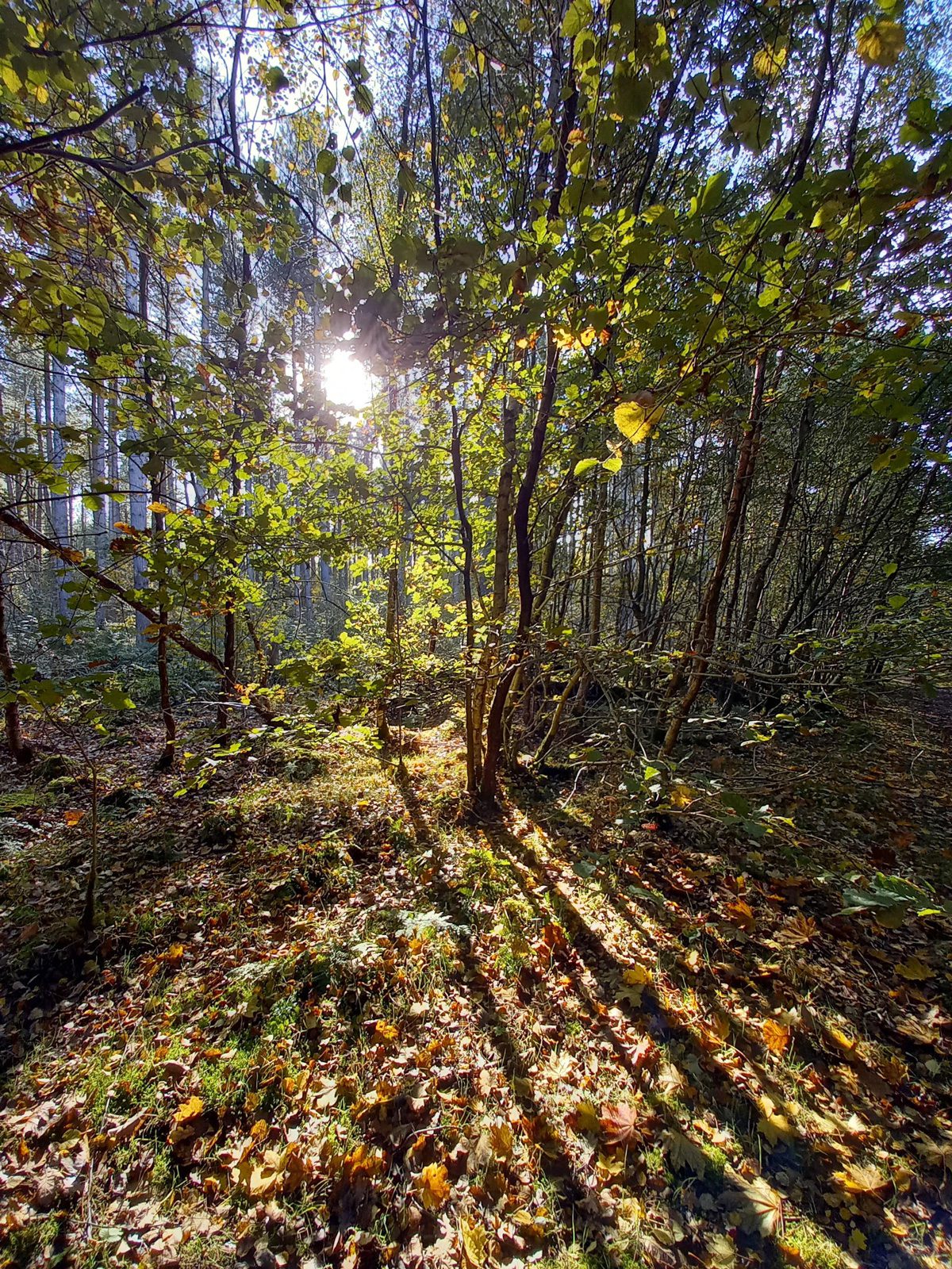 Anita Torrie, Willingham Woods, Lincolnshire
Suzie says: “The gorgeous sun rays dancing across the forest floor have been captured perfectly by Anita, adding a magical element to this woodland.”