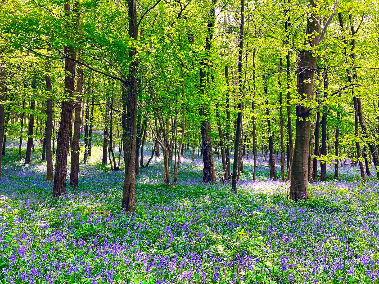 Caroline Bussell, Hogstye Wood, East Sussex
Suzie says: “Each season offers a unique palette of colours and moods for a photographer to capture. Bluebells are indicative of spring and this image gives us the sense of serenity and connection with nature that so many of us crave.”